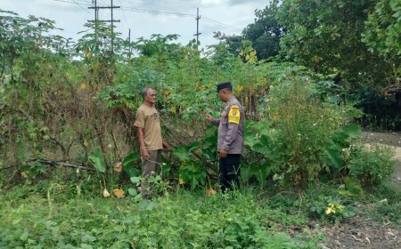 Singkong Tumbuh Rimbun di Pekarangan, Bhabinkamtibmas Desa Tawangrejo Ajak Warga Maksimalkan Lahan Pangan
