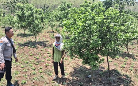 Jeruk Tumbuh Subur, Bhabinkamtibmas Desa Gemarang Dukung Warga Kembangkan Kebun Produktif