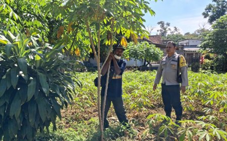 Singkong Pekarangan Tumbuh Subur, Bhabinkamtibmas Desa Gemarang Dorong Warga Maksimalkan Lahan Produktif