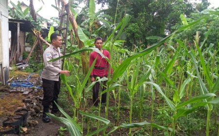 Bhabinkamtibmas Desa Sebayi Dampingi Warga Rawat Jagung Pekarangan Demi Ketahanan Pangan