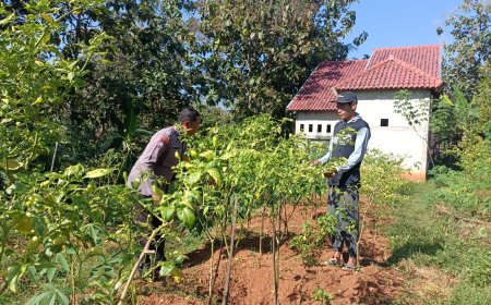 Cabai Pekarangan Jadi Harapan Warga, Bhabinkamtibmas Desa Winong Terus Berikan Pendampingan