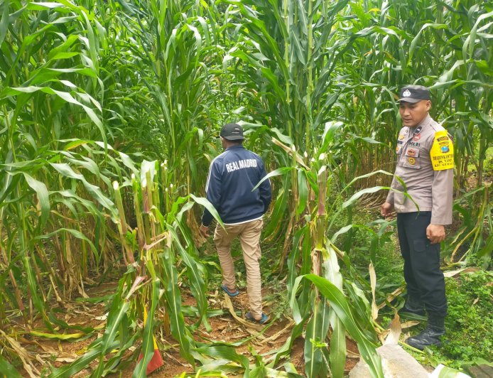 Jagung Siap Panen, Bhabinkamtibmas Desa Nampu Dampingi Warga Perkuat Ketahanan Pangan