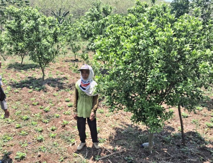 Jeruk Tumbuh Subur, Bhabinkamtibmas Desa Gemarang Dukung Warga Kembangkan Kebun Produktif