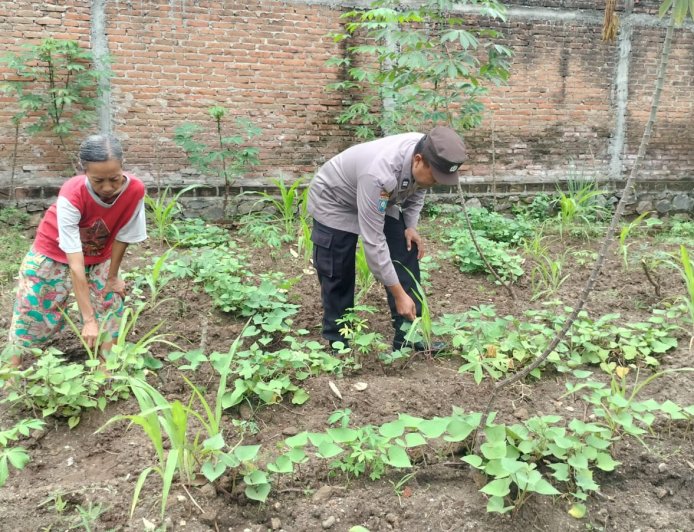 Ubi Jalar Pekarangan Tumbuh Subur, Bhabinkamtibmas Desa Tawangrejo Ajak Warga Maksimalkan Lahan untuk Ketahanan Pangan