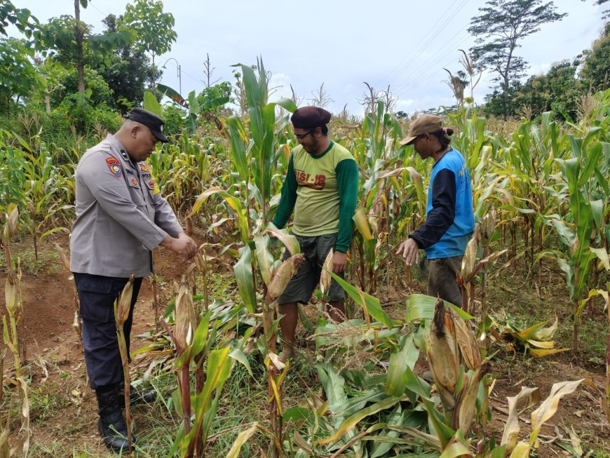 Pentingnya Ketahanan Pangan, Aipda Suprapto Datangi Petani Jagung