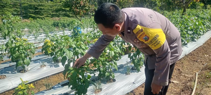 Ketahanan Pangan Menjadi Salah Satu Andalan Masyarakat Desa Cermo Kec Kare