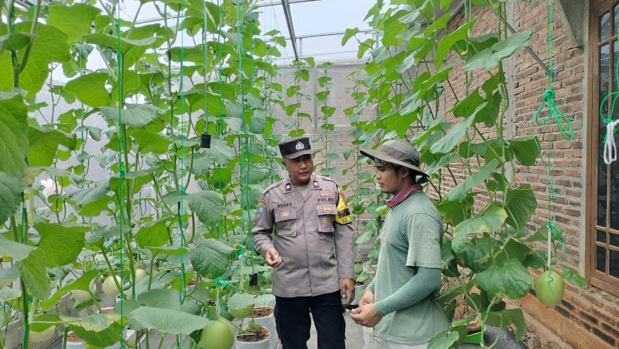 Melon Siap Panen Jadi Kebanggaan Warga, Bhabinkamtibmas Desa Tawangrejo Beri Apresiasi