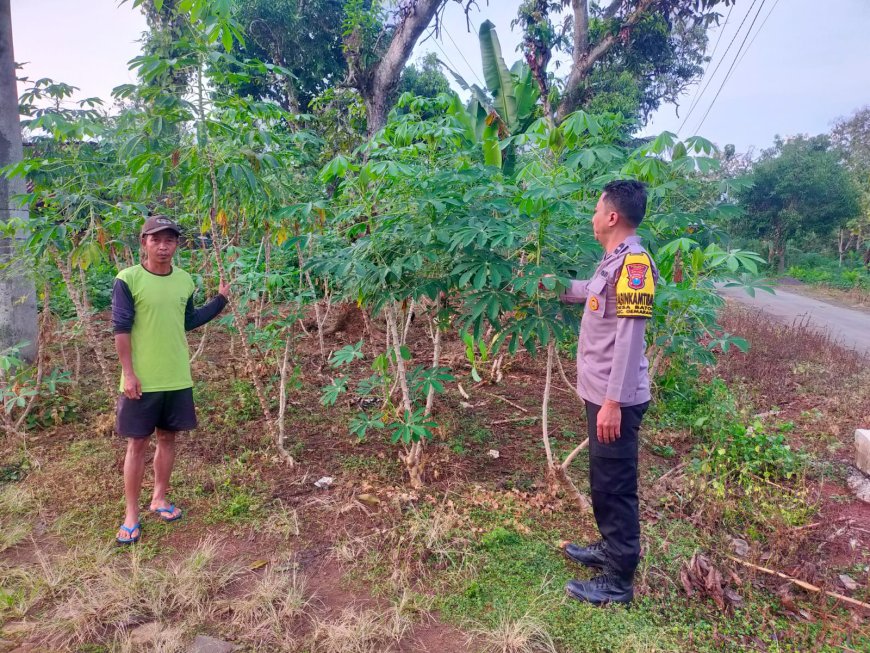 Singkong Tumbuh Subur di Pekarangan, Bhabinkamtibmas Desa Batok Dorong Warga Perkuat Ketahanan Pangan