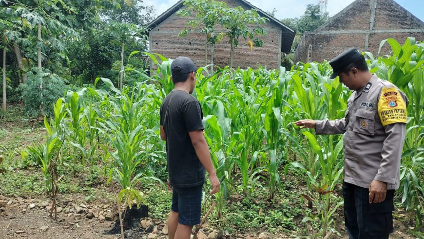 Jagung Tumbuh Subur di Pekarangan, Bhabinkamtibmas Desa Tawangrejo Dorong Warga Perkuat Ketahanan Pangan