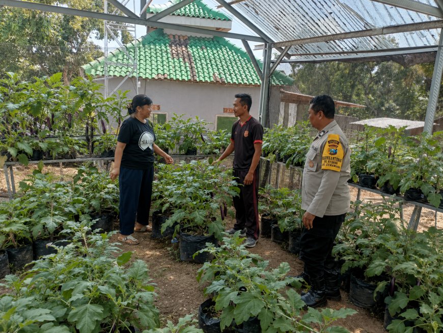 Terong dalam Greenhouse Tumbuh Subur, Bhabinkamtibmas Desa Winong Dukung Pekarangan Pangan Bergizi