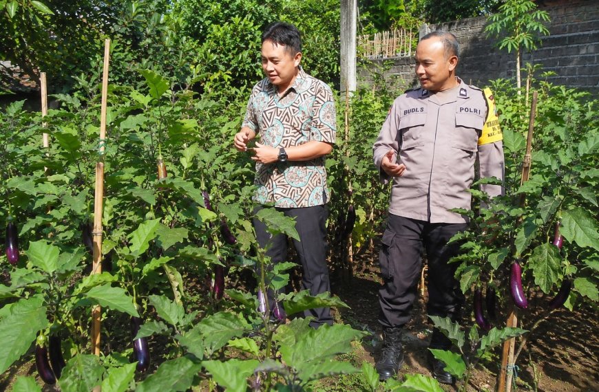 Terong Ungu Bergelantungan, Pekarangan Warga Durenan Tunjukkan Hasil Perawatan yang Tak Sia-Sia