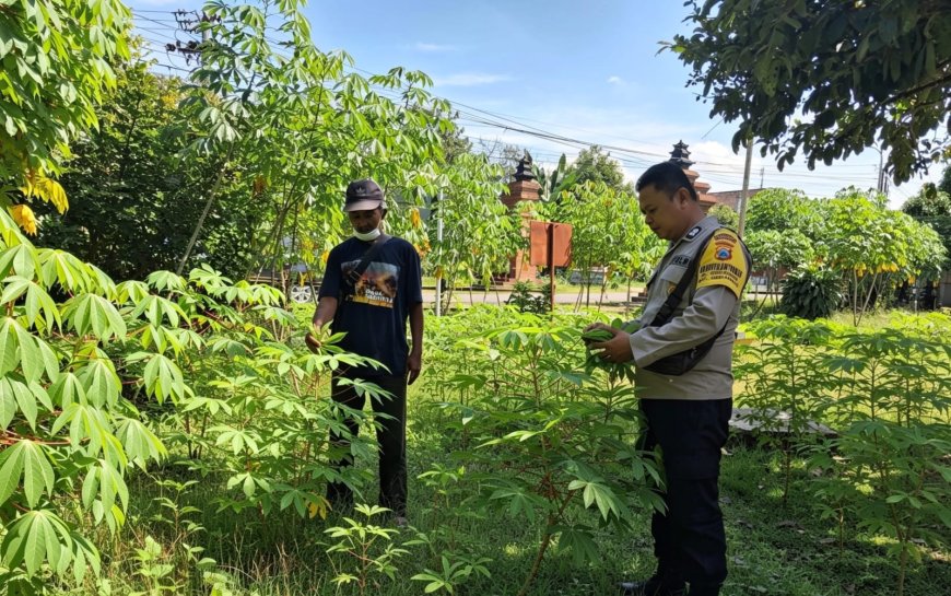 Daun Singkong Tetap Hijau, Lahan Warga Gemarang Terawat Hingga Siap Menopang Hasil Umbi