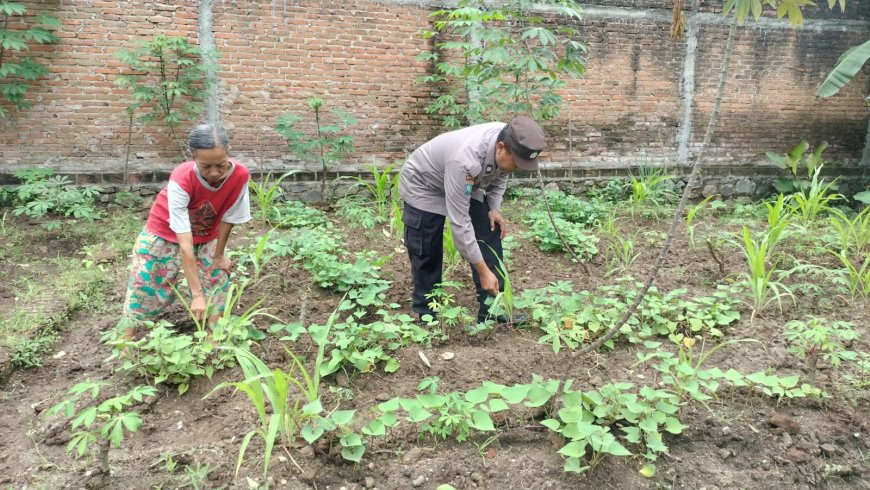 Ubi Jalar Pekarangan Dirawat Bersama, Bhabinkamtibmas Desa Tawangrejo Ajak Warga Maksimalkan Potensi Lahan