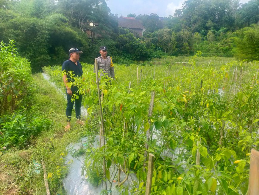 Bhabinkamtibmas Desa Batok Tinjau Kebun Cabai, Pastikan Tanaman Tetap Produktif Dukung Ketahanan Pangan