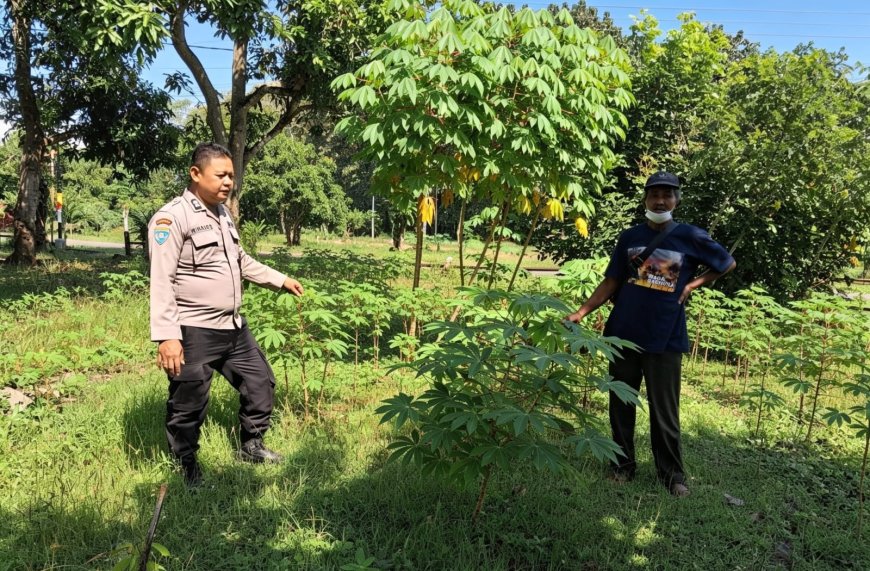 Singkong Tumbuh Subur di Pekarangan, Bhabinkamtibmas Desa Gemarang Ajak Warga Maksimalkan Potensi Lahan