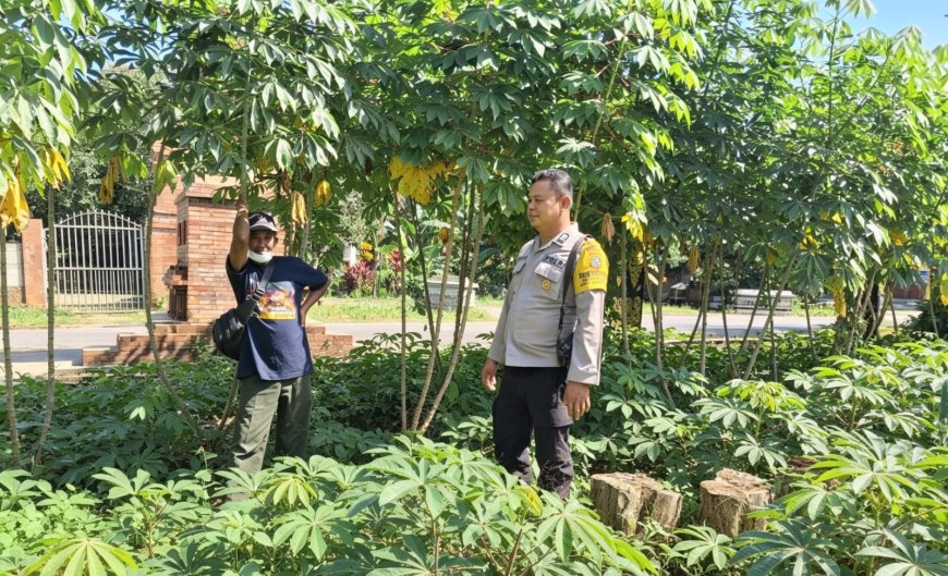 Singkong Tumbuh Subur di Pekarangan, Bhabinkamtibmas Desa Gemarang Ajak Warga Optimalkan Lahan Produktif
