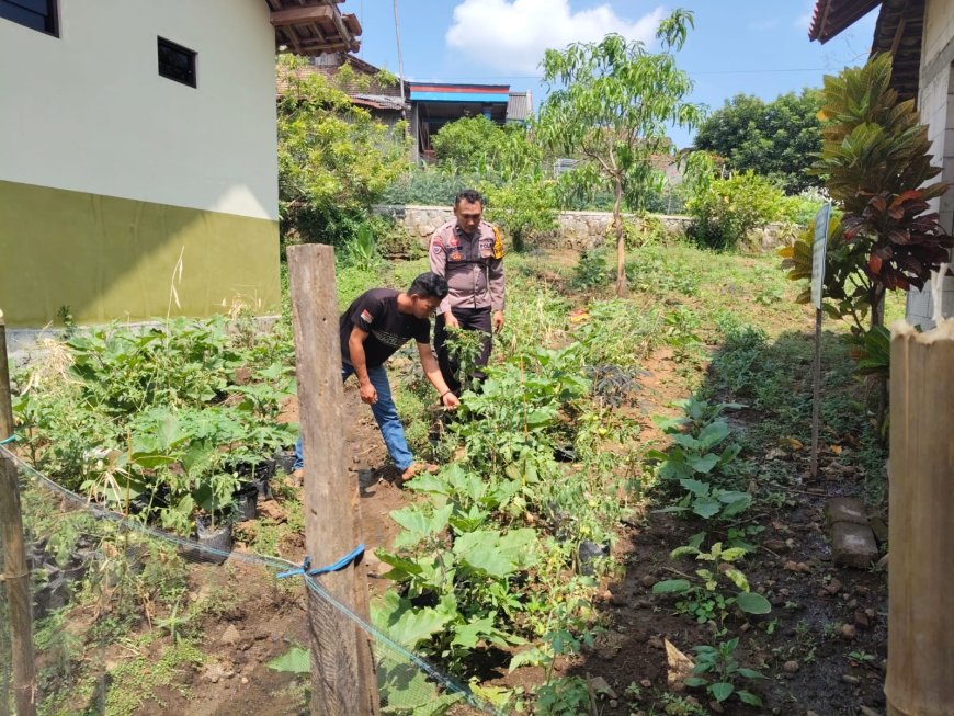 Kebun Pekarangan Mulai Berbuah Hasil, Bhabinkamtibmas Desa Nampu Ajak Warga Rawat Tanaman Secara Berkelanjutan