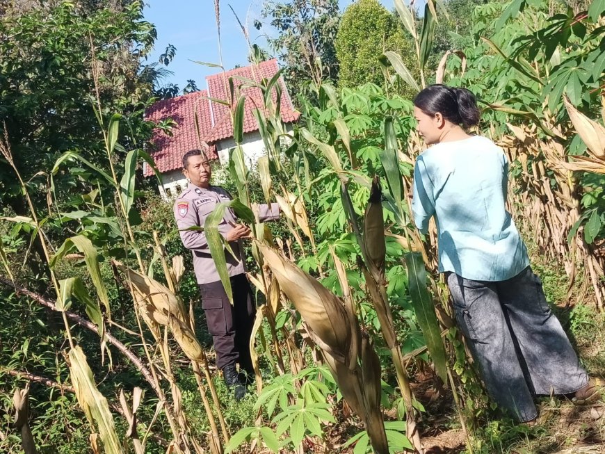 Jagung Siap Panen Jadi Penyemangat Warga, Bhabinkamtibmas Desa Winong Dorong Ketahanan Pangan dari Pekarangan