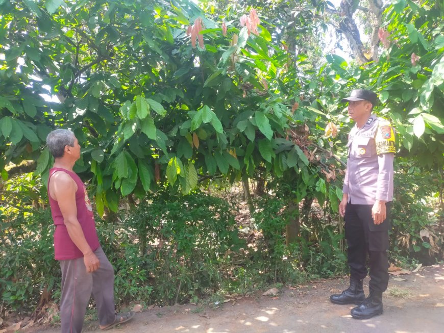 Pohon Kakao Rindang Jadi Harapan Panen, Bhabinkamtibmas Desa Batok Beri Motivasi Petani Terus Rawat Tanaman