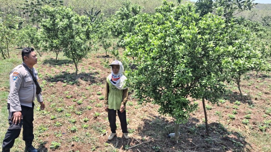 Jeruk Tumbuh Subur, Bhabinkamtibmas Desa Gemarang Dukung Warga Kembangkan Kebun Produktif
