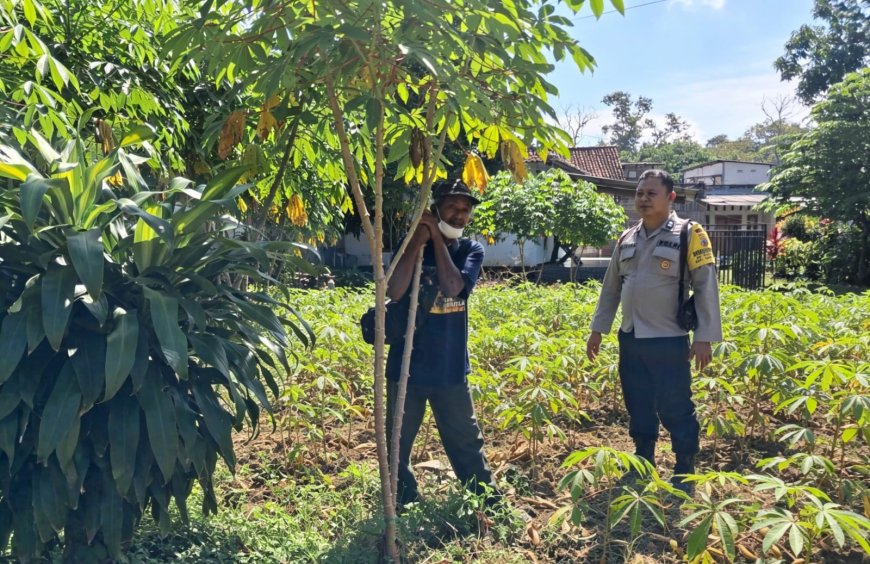 Singkong Pekarangan Tumbuh Subur, Bhabinkamtibmas Desa Gemarang Dorong Warga Maksimalkan Lahan Produktif