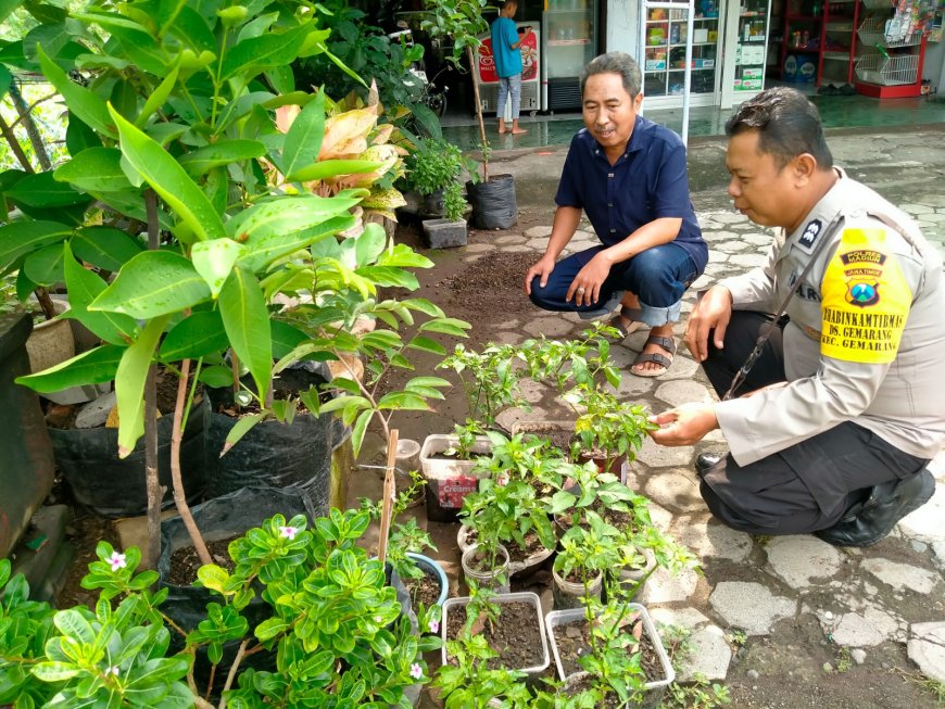 Bibit Cabai dan Tanaman Pekarangan Dirawat Bersama, Bhabinkamtibmas Desa Gemarang Berikan Pendampingan kepada Warga