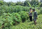 Kebun Singkong Tumbuh Subur, Bhabinkamtibmas Desa Tawangrejo Dorong Pemanfaatan Lahan Produktif